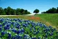 Hill Country Blue Bonnets
