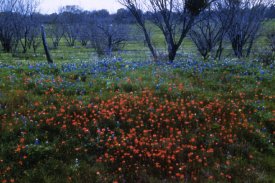 Texas Hill Country Trail