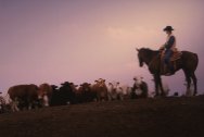 Cowboy herding cattle